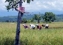 <p>A scene on the road from Luwuk to Baturube.</p>